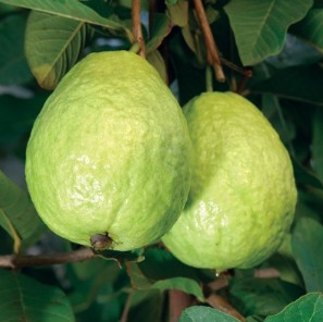 Guava (Taiwan )
