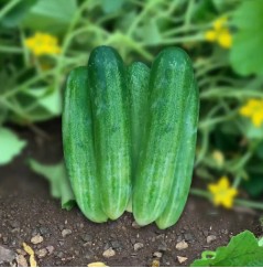 Cucumber  (Hybrid)