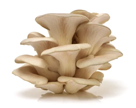 Oyster Mushroom 200g