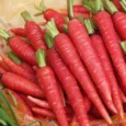 carrot-atomic-red-shk-1