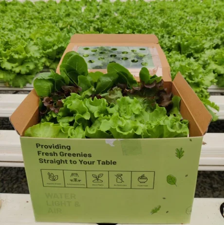 Salad Box  (Live Greens) 160g