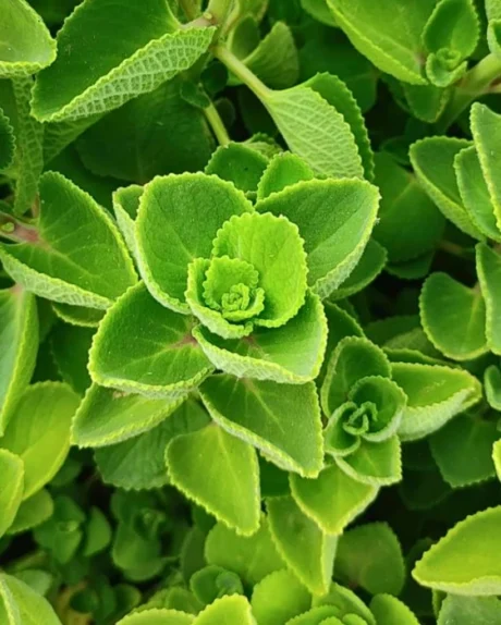 Ajwain Leaves 100g