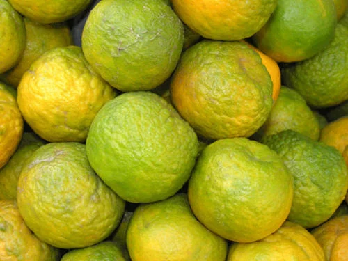 nagpur-orange-500x500