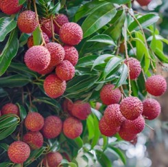Shahi  Litchi 500g