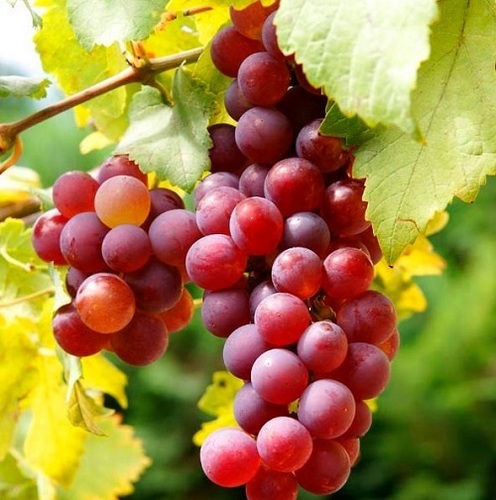 1-kilogram-juicy-sweet-delicious-red-flame-grapes-fruit-490