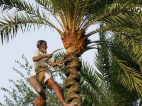 Date Palm Jaggery (Khejurer Gud)