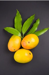 Mango Alphonso (Ratnagiri)