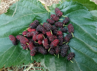 Mulberry Red&Black 200g