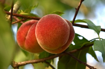 Peaches 500g