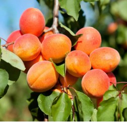 Apricot ( Khumani )