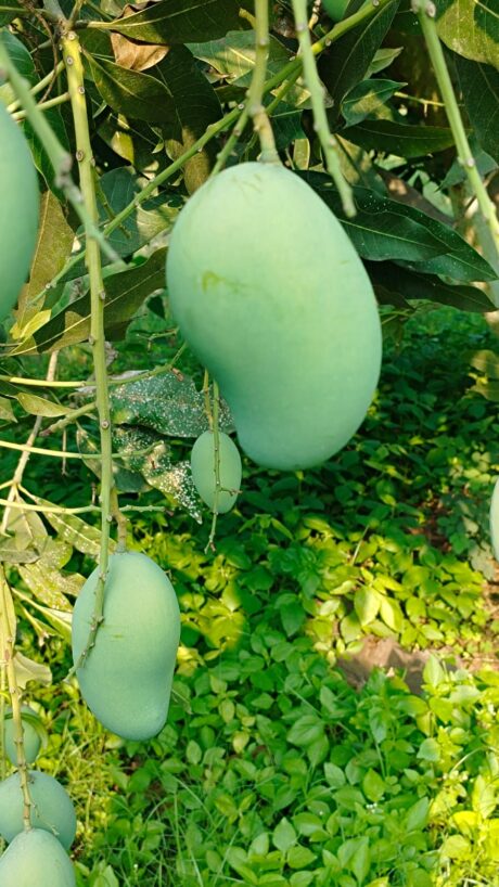 MANGO DUDHIA MALDA