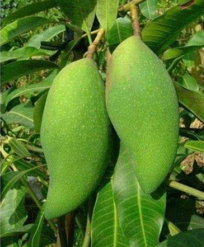 Mango Mallika