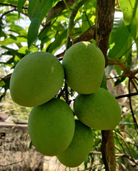 Ramkela Mango ( For Pickle)